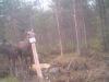 riistakamerakuva2